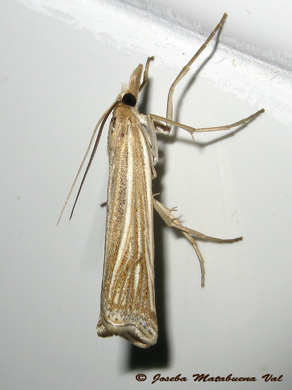 Ancylolomia tentaculella - Crambidae